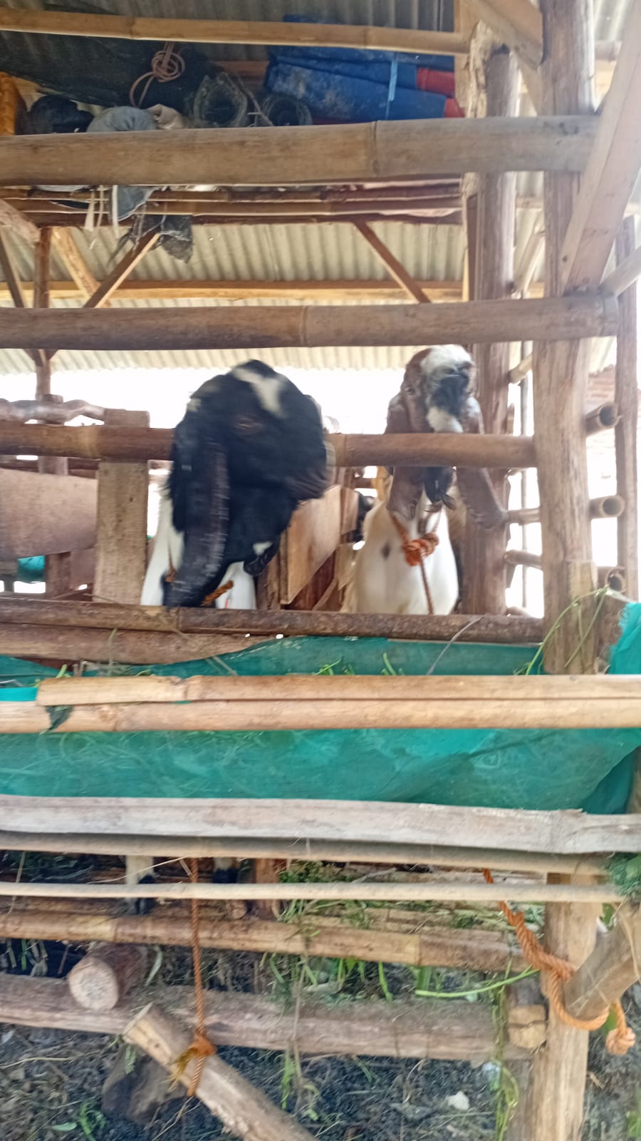 Fasilitas Kandang Kambing Elfuad Aqiqah Indramayu