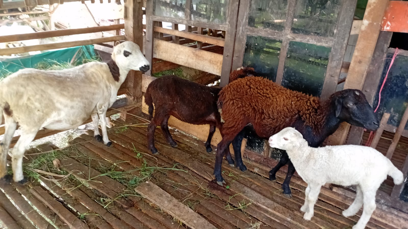 Perawatan Pakan Kambing Aqiqah Berkualitas